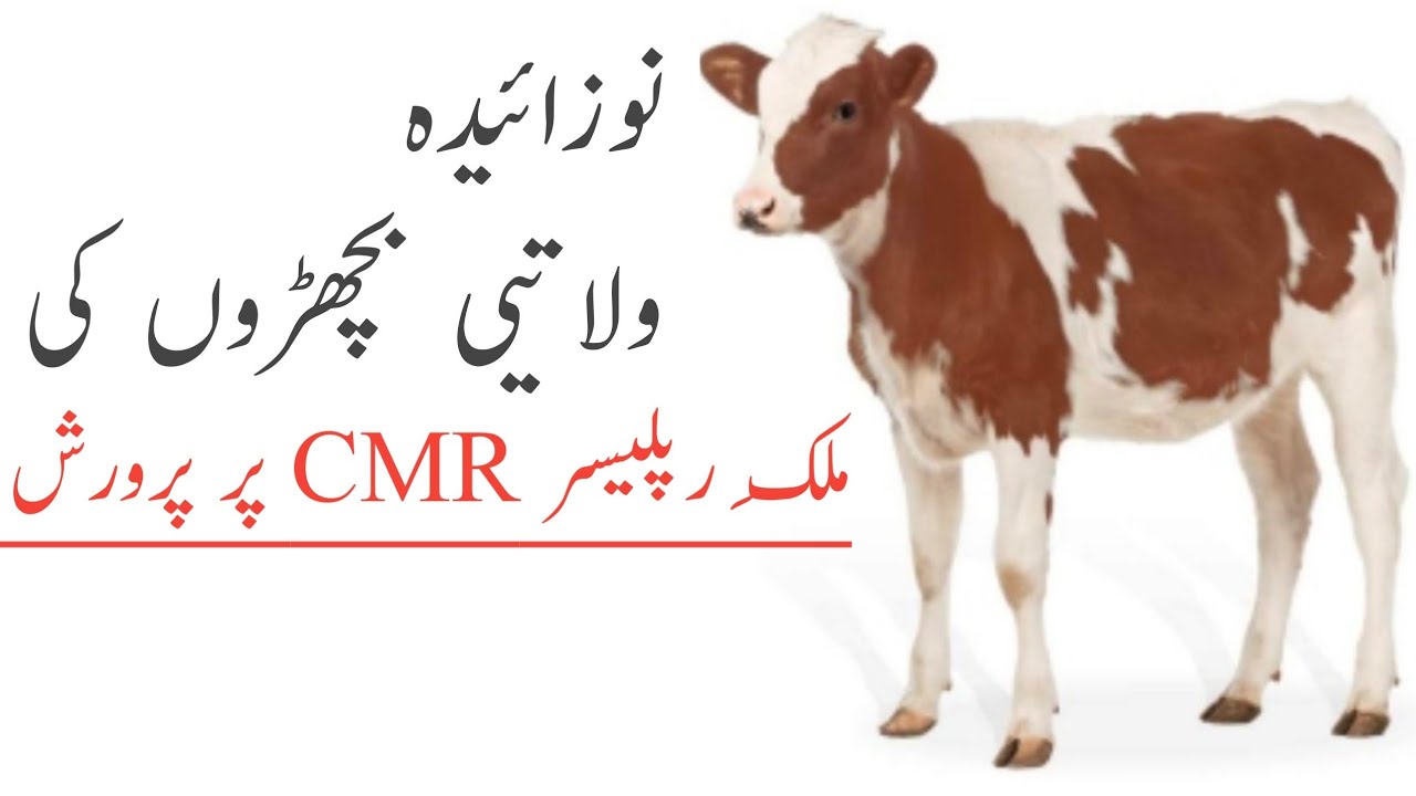 new born calf on Calf milk replacer