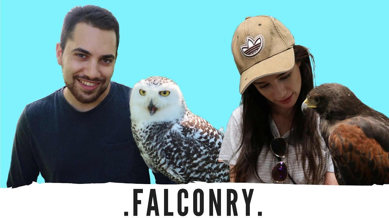 FALCONRY EXPERIENCE! Training with Birds of Prey!