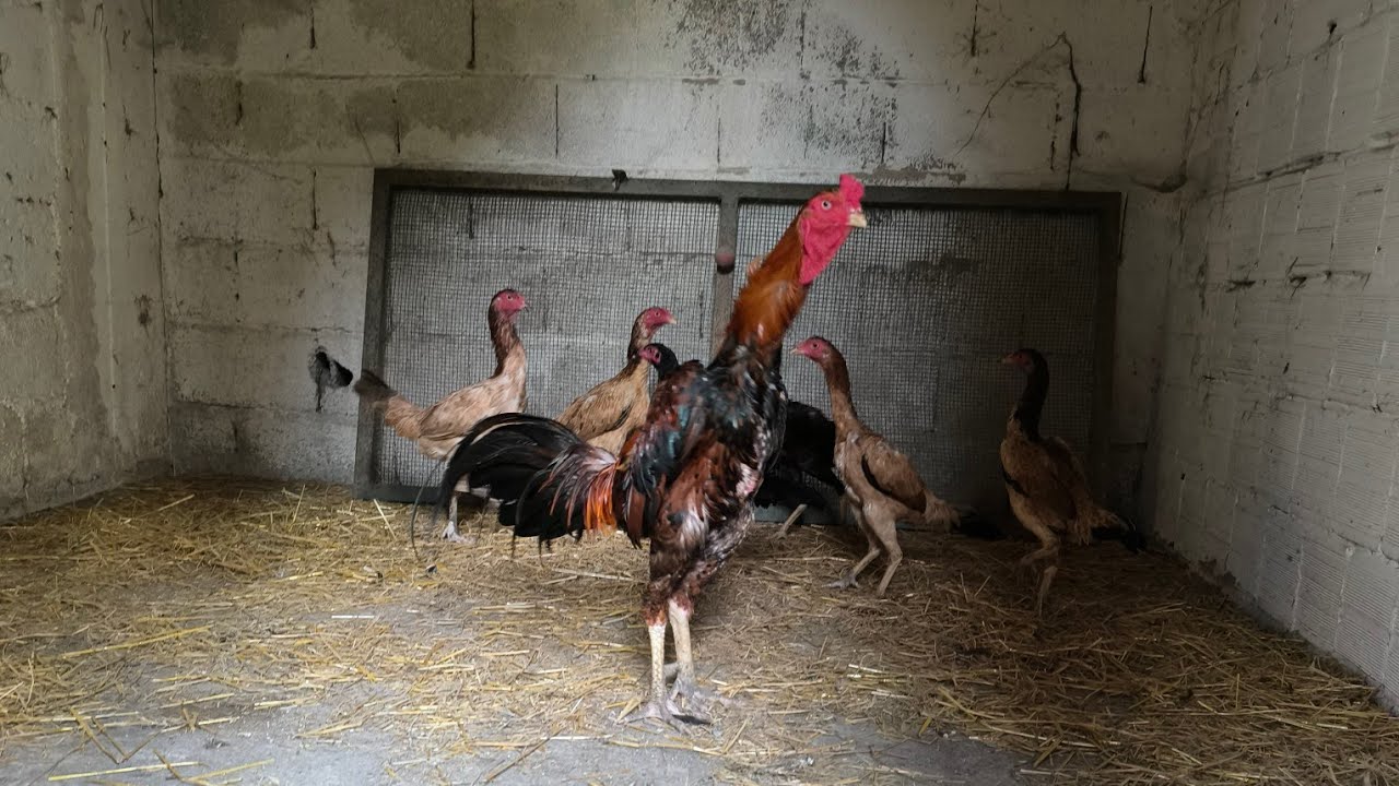 Çukurova'da Horozculuk İle İlgili İzlenimlerim