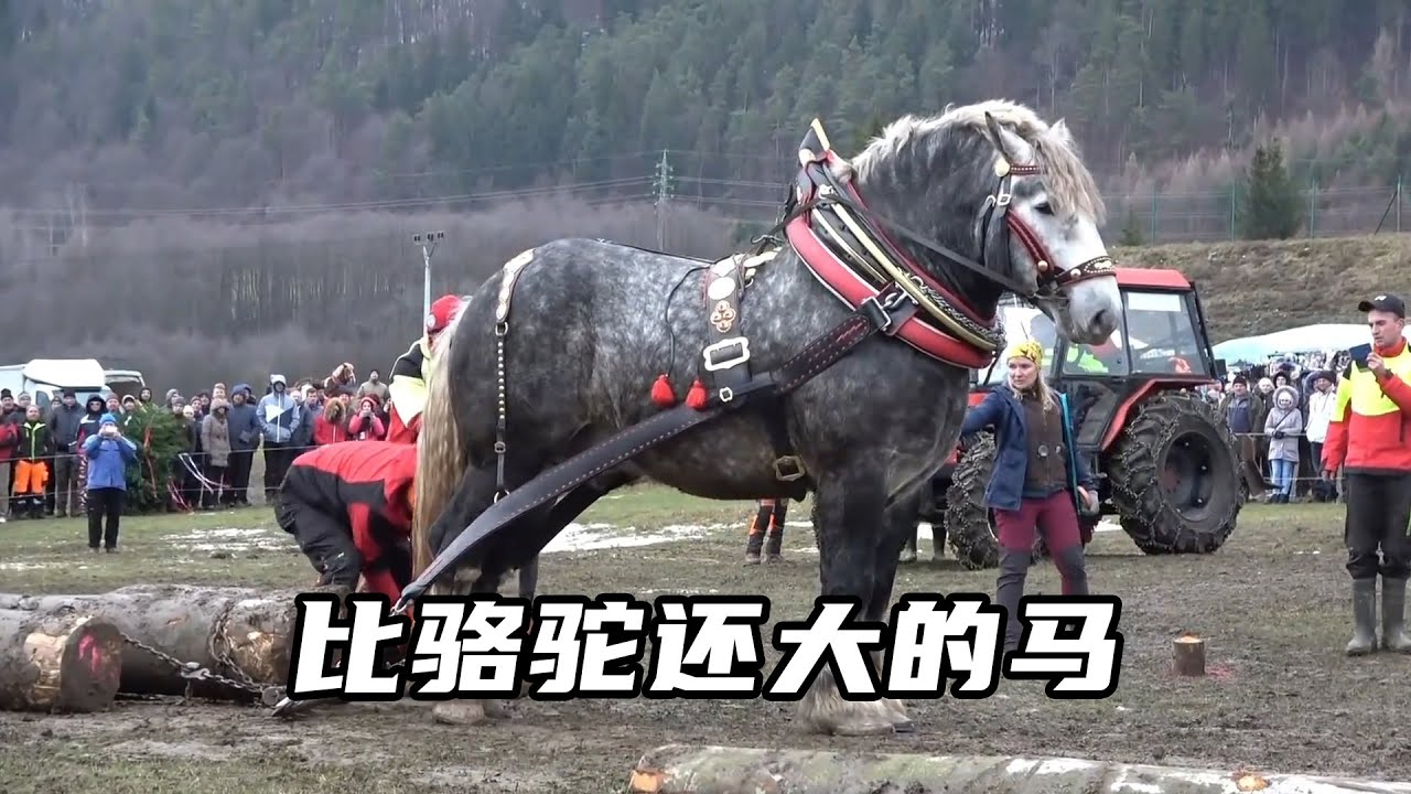 比駱駝還大的馬重1200公斤，力氣到底有多大?#nature #wildlife #animal #wildanimals #animals #猛獸世界  #動物