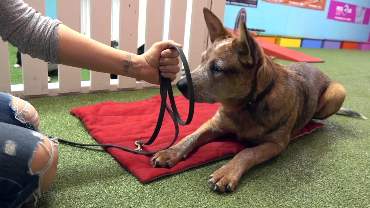 How To Teach Your Dog How To Feel Safe Wearing A Muzzle
