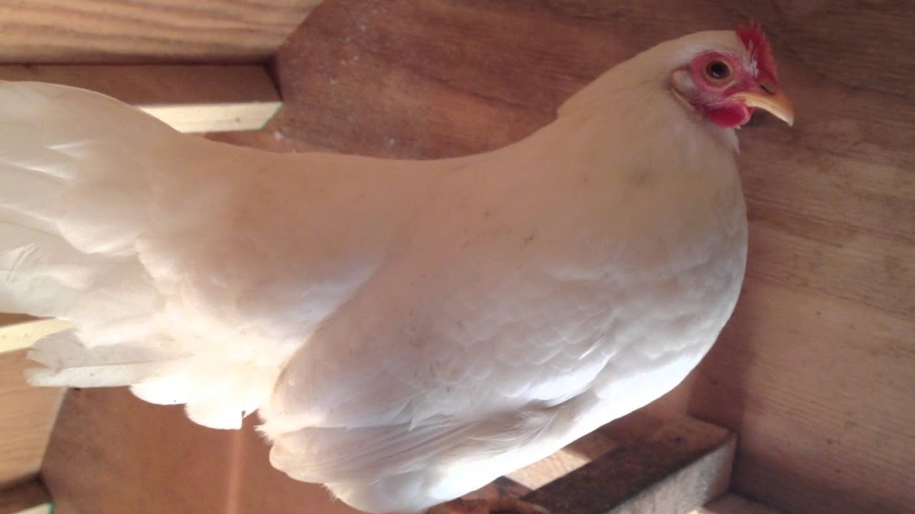 Milk the Leghorn Bantam