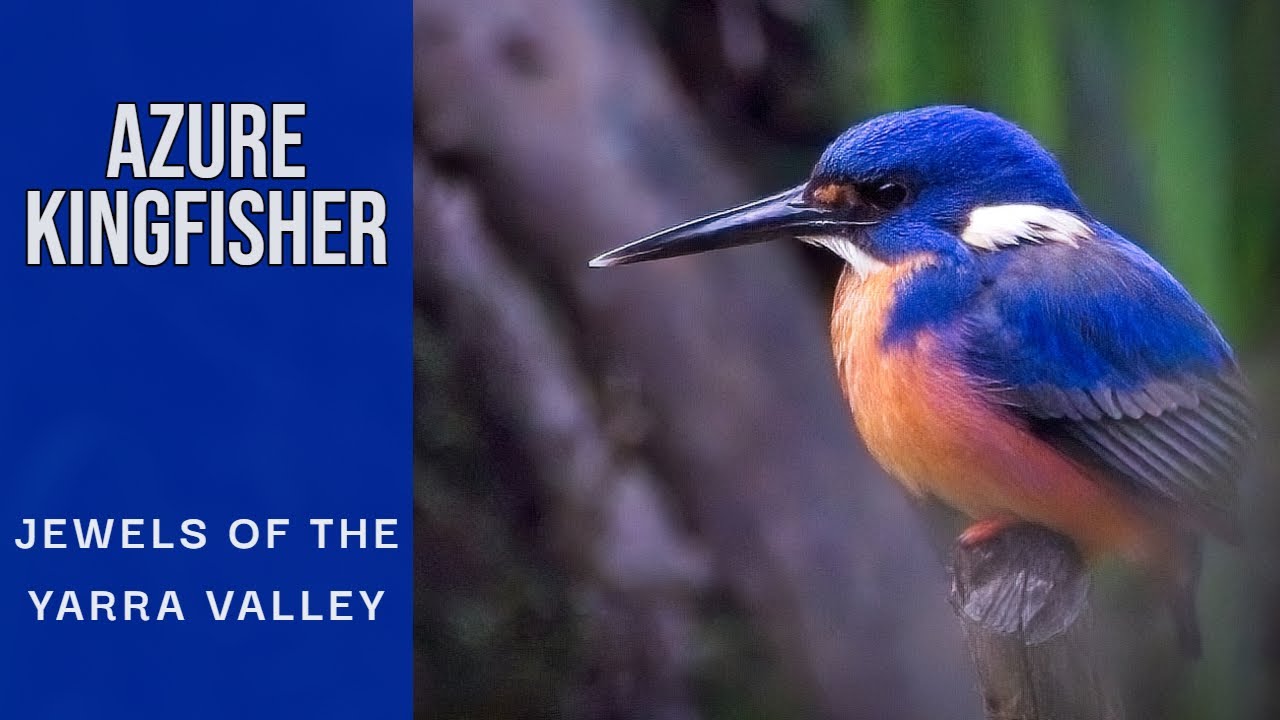 YARRA VALLEY | Photography challenge to find Azure Kingfishers