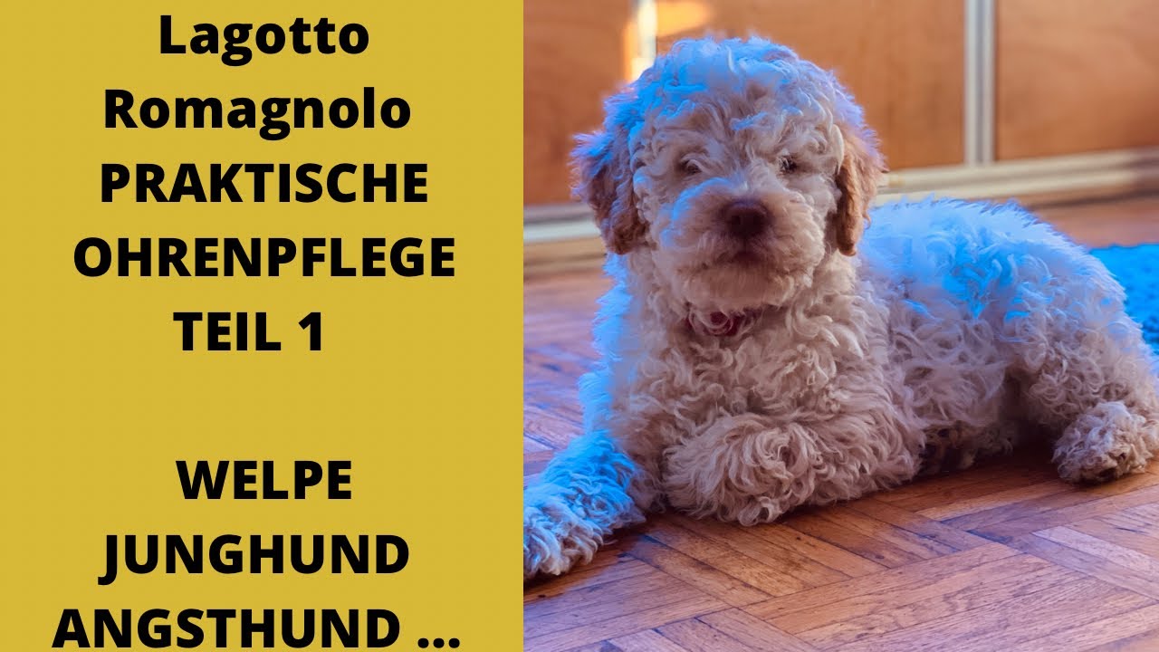 Lagotto Romagnolo                        praktische Anleitung / OHRENPFLEGE TEIL 1