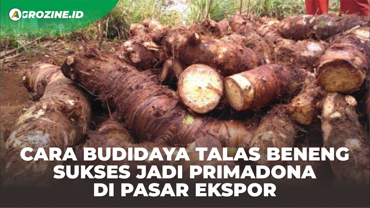 Как выращивать таро для новичков и как агробизнес на таро для успешного экспорта