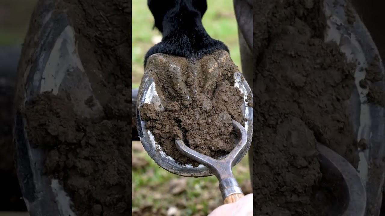 Hoof Knife Curls & Mud Removal | Donkey Hoof Cutting ASMR