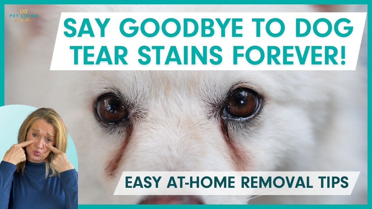Say Goodbye to Dog Tear Stains Forever! Easy At Home Removal Tips