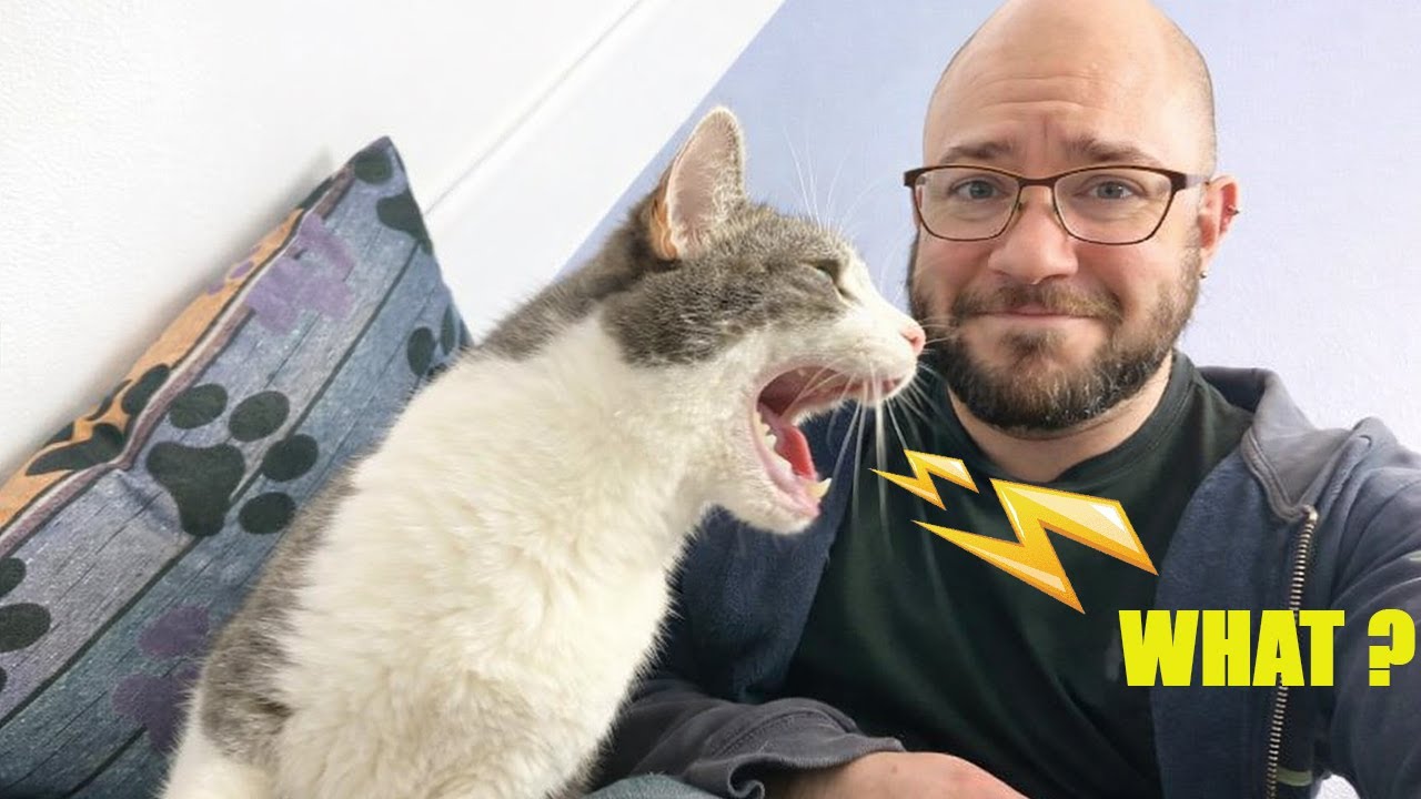 The Funniest Argument Ever Between Silliest Talking Cat and their Human! 🤪 😹