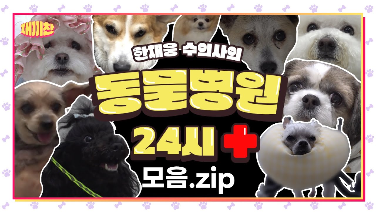 바쁘다 바빠 현대사회💦 정신없이 돌아가는 동물병원의 하루 🩺한재웅 수의사의 동물병원 24시 모음.ZIP🏥