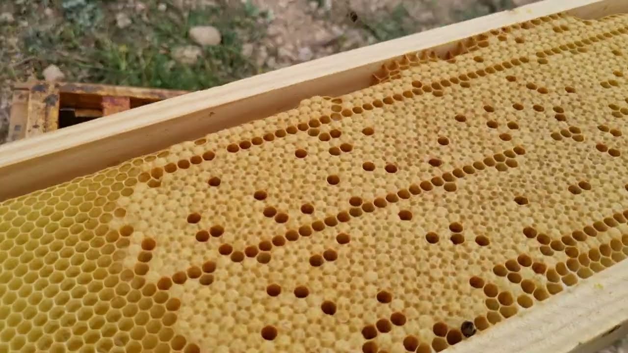 Manejo habitual abeja buckfast en primavera, para evitar enjambrazon, 2ª parte.