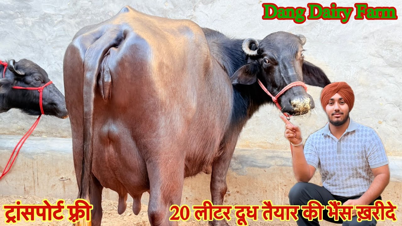 20 लीटर दूध तैयार की भैंस ✅ टॉप की मुर्रा झोटिया ख़रीदे 🏆15 Buffalo For Sale 😱Dang Dairy Farm 🎉#bull