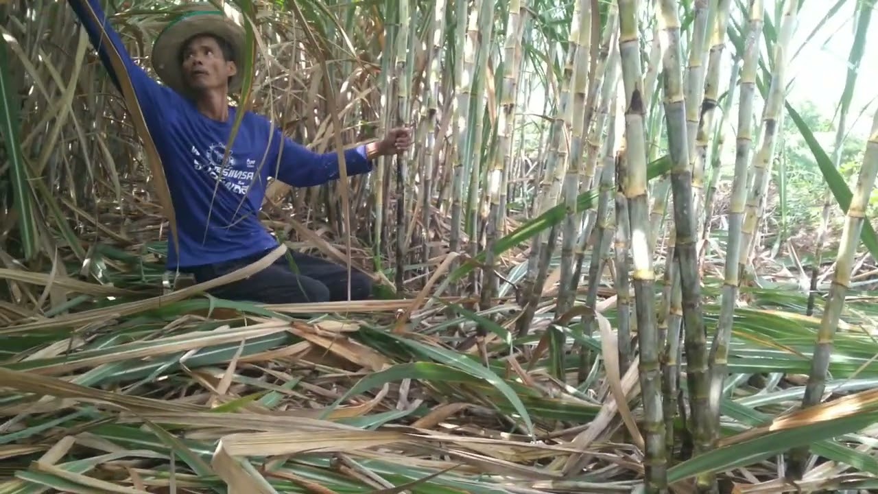 วิธีส่างอ้อยแบบให้ได้ผลผลิตเพิ่มขึ้นต่อไร่