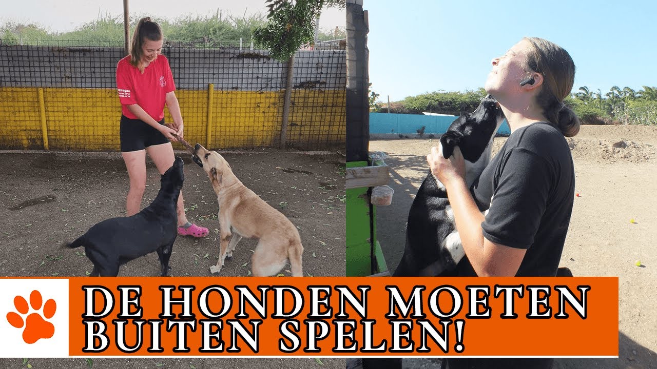 Hoe laat je 50 honden uit?! | DierenpraatTV