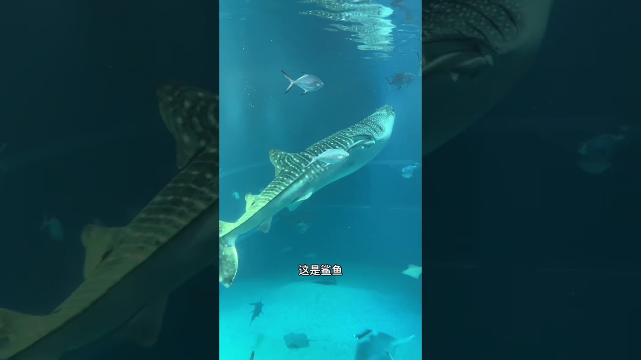 大阪海游馆（水族馆）