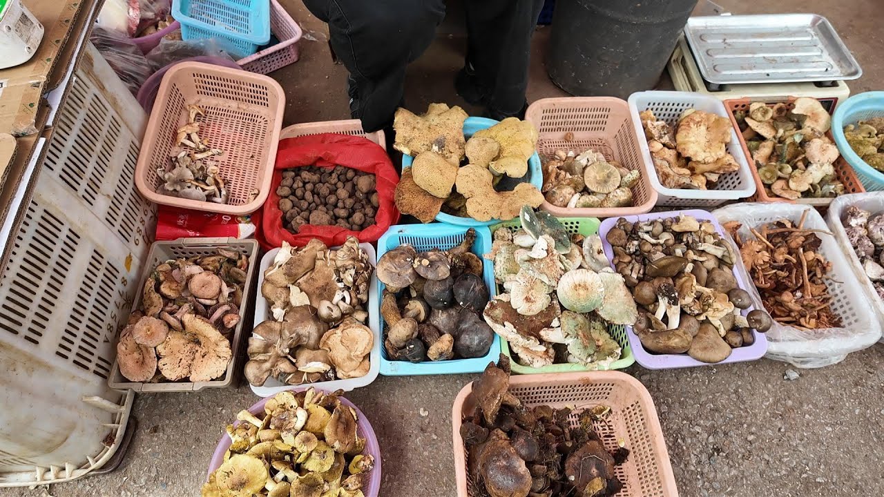 云南大理洱源牛街，一网打尽云南的野生菌子！长知识了！you can catch all of Yunnan's wild mushrooms! I have learned a lot!