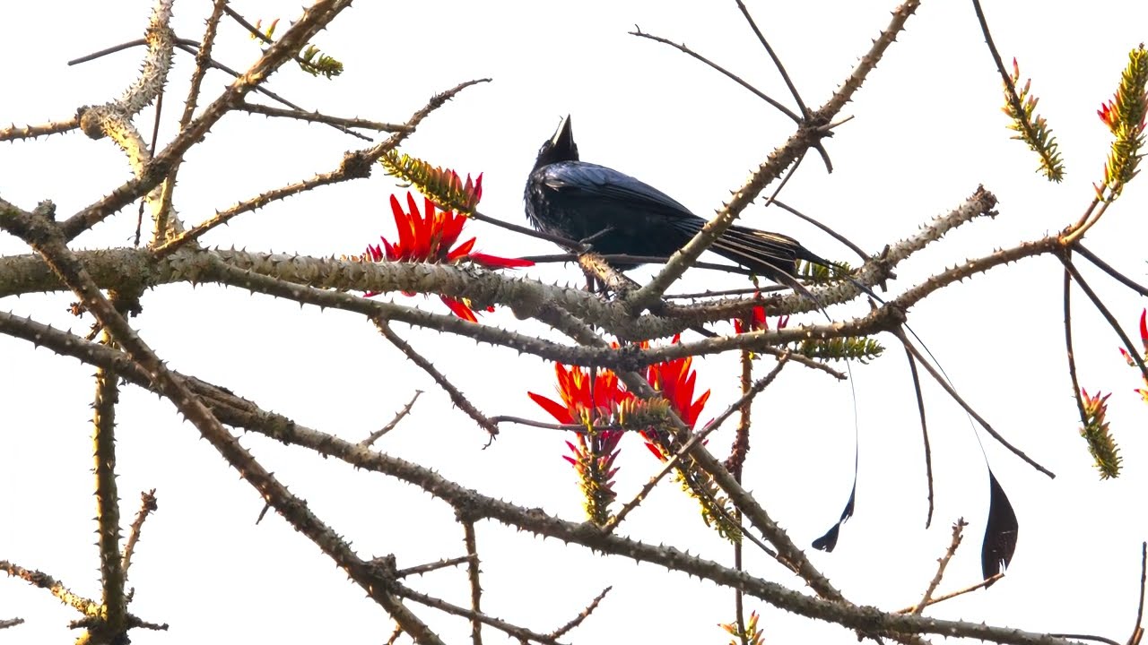 ✨ The Greater Racket-tailed Drongo – the jungle’s master mimic and stylish tail dancer! 🖤🐦