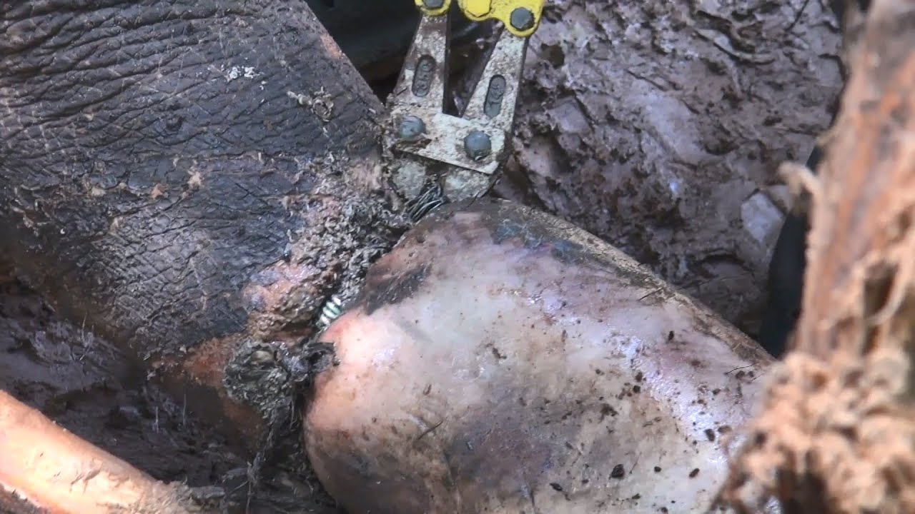 Rescate Emocionante: Héroes Luchan por Liberar el Tronco Gravemente Herido del Elefante!