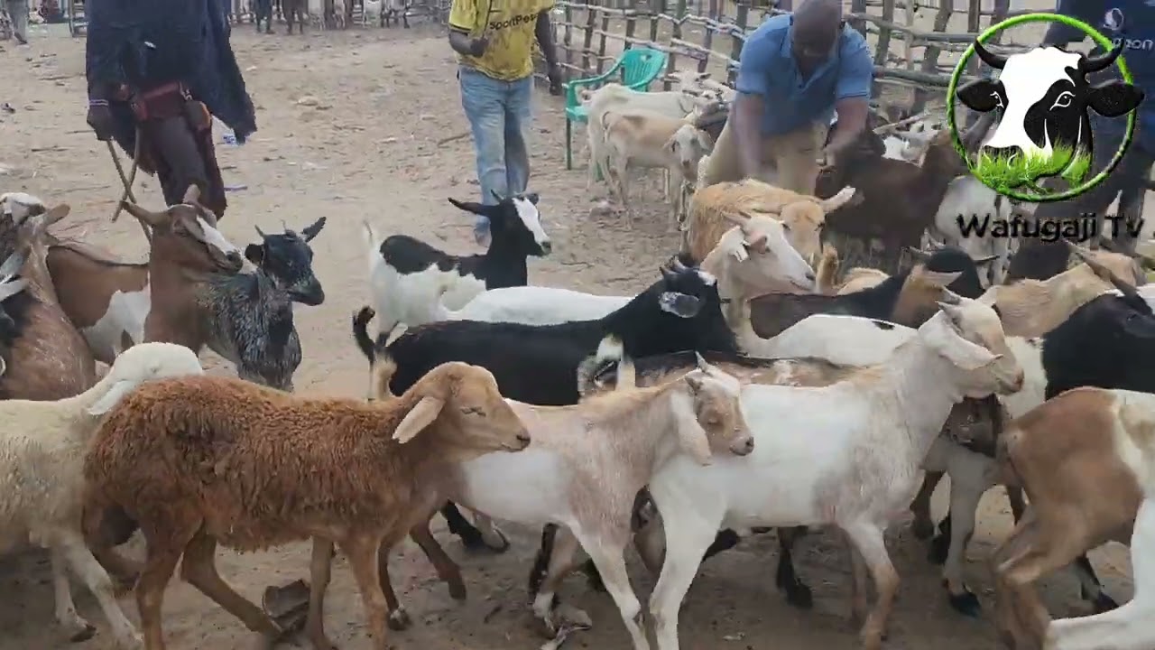 Fursa ya ufugaji wa Mbuzi kwa Wafugaji Bei ya Mbuzi inapanda kila siku