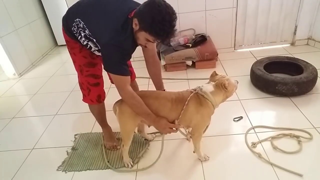 PEITORAL CASEIRO PARA TRAÇÃO COM SEU CÃO