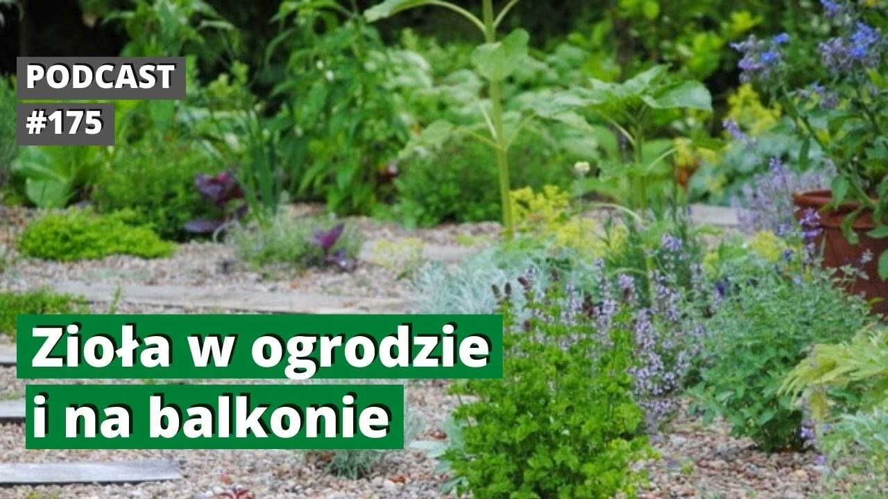 NoO 175. Zioła w ogrodzie i na balkonie