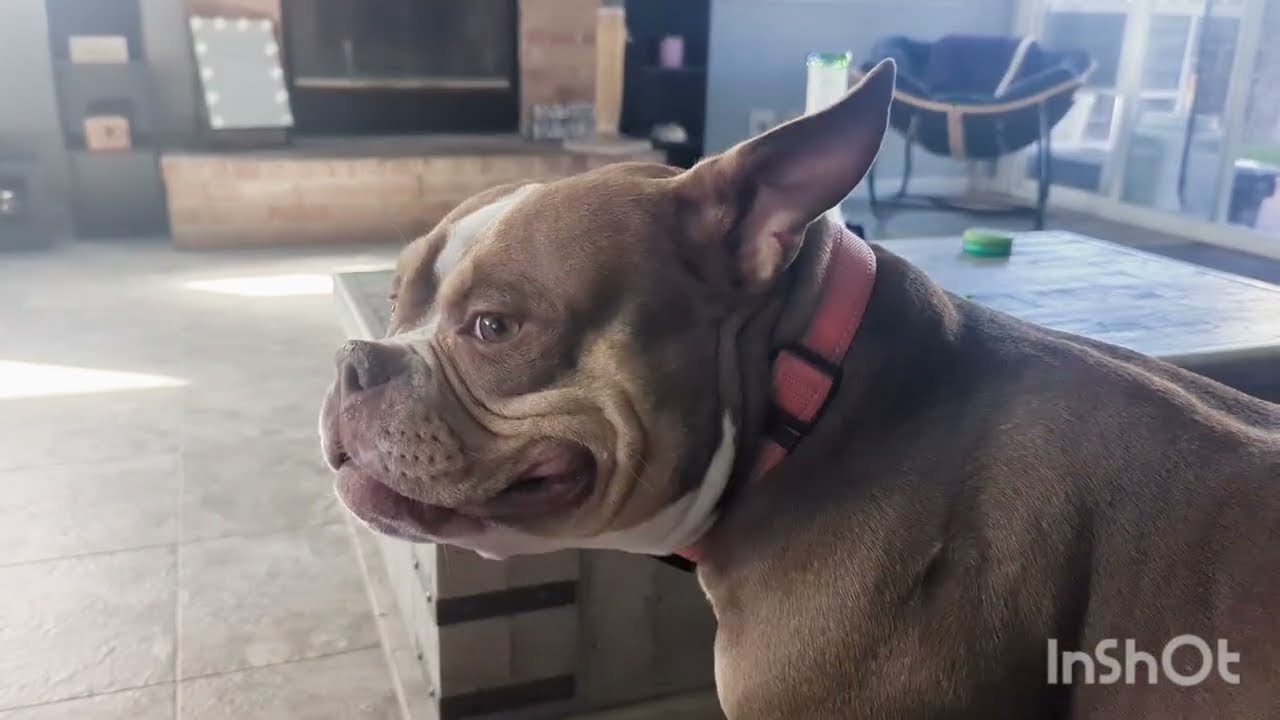 Going To The Dog Park!!