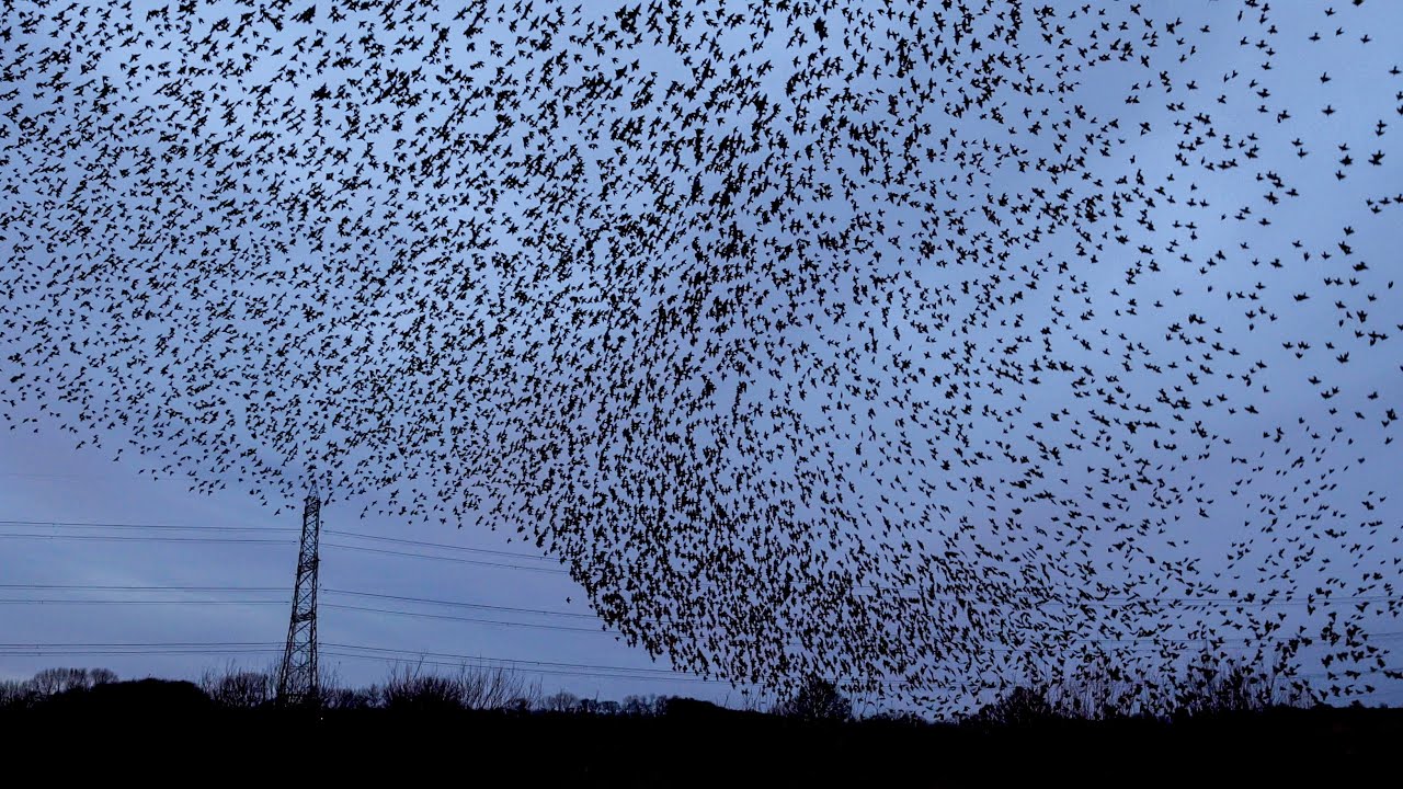 Epic Christmas Day Starling Murmuration