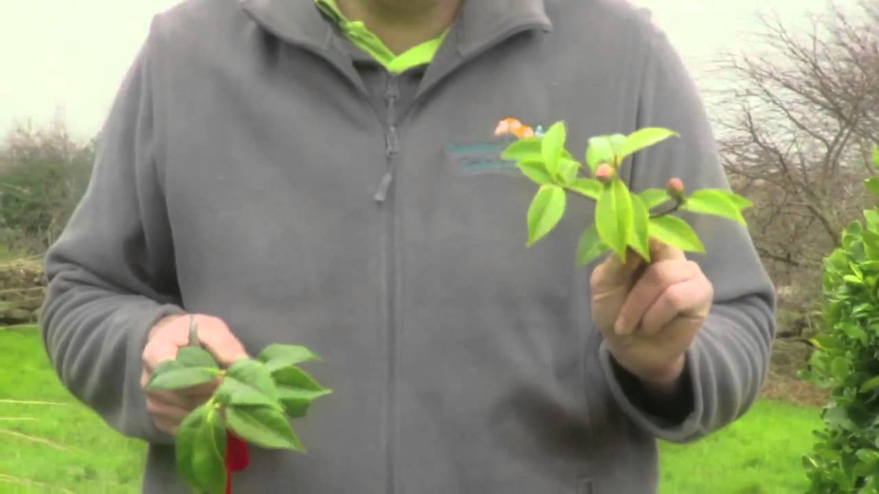 How to make cuttings from plants