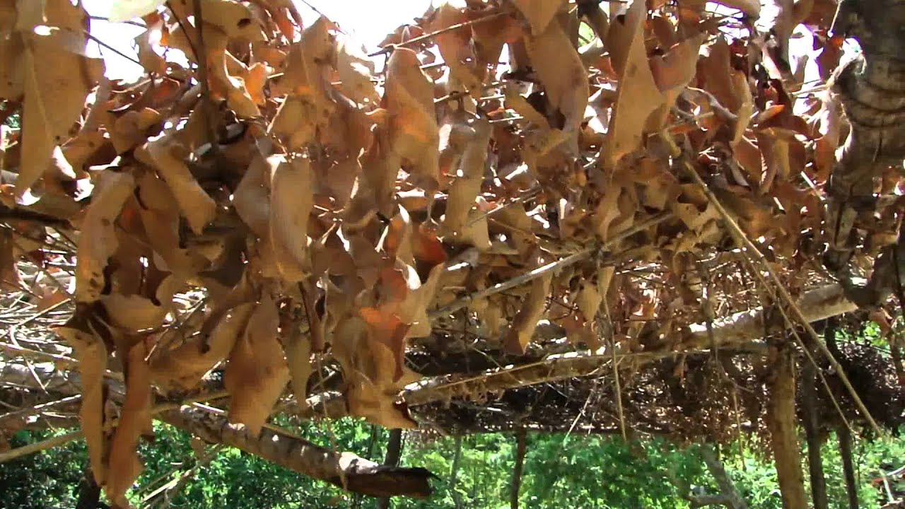 Use of Indigenous Trees in Indian Villages. Part-15 &copy; Pankaj Oudhia