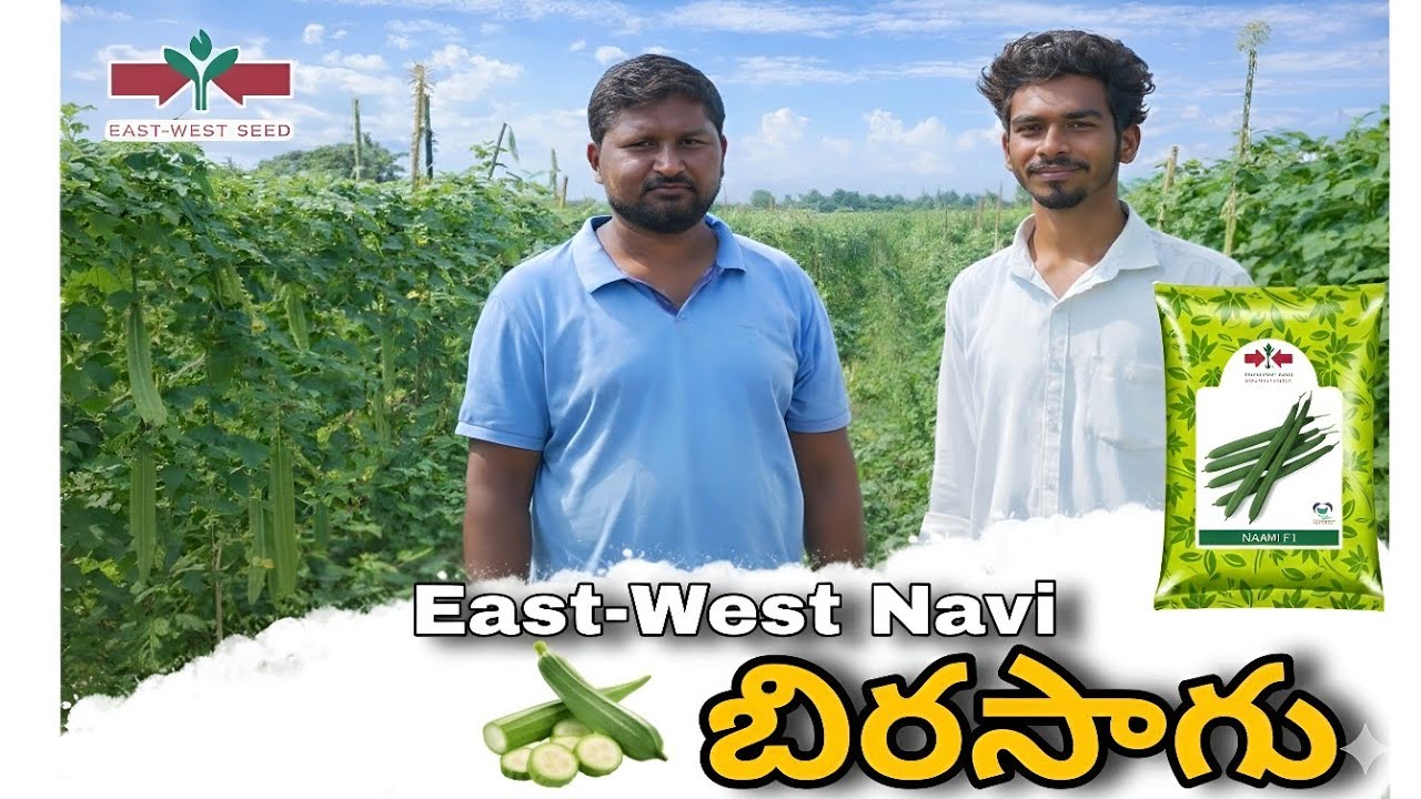 ఈస్ట్ వెస్ట్ నావి (NAAVI) బీర సాగు విధానం | Ridge Gourd Farming in Telugu | telugu farming tips 