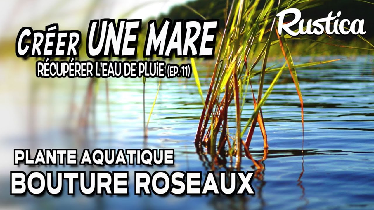 Une mare pour récupérer l’eau de pluie : bouturer du roseau