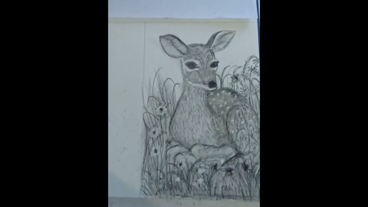 How to draw a deer step by step 