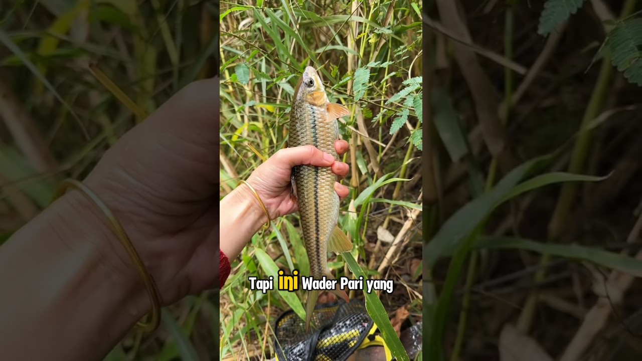 LUMAYAN, WADER PARI SUPER JUMBO #fishing #mancing #short #shorts #ikan