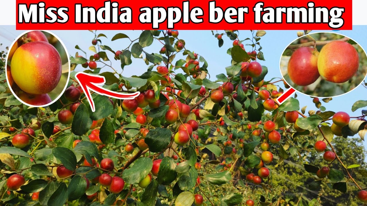 Miss India Apple Ber Farming in india | Best quality plant order now'