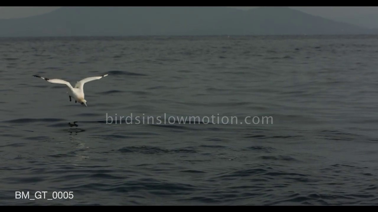 Gannet dives for fish, avoids competitor - birdsinslowmotion.com