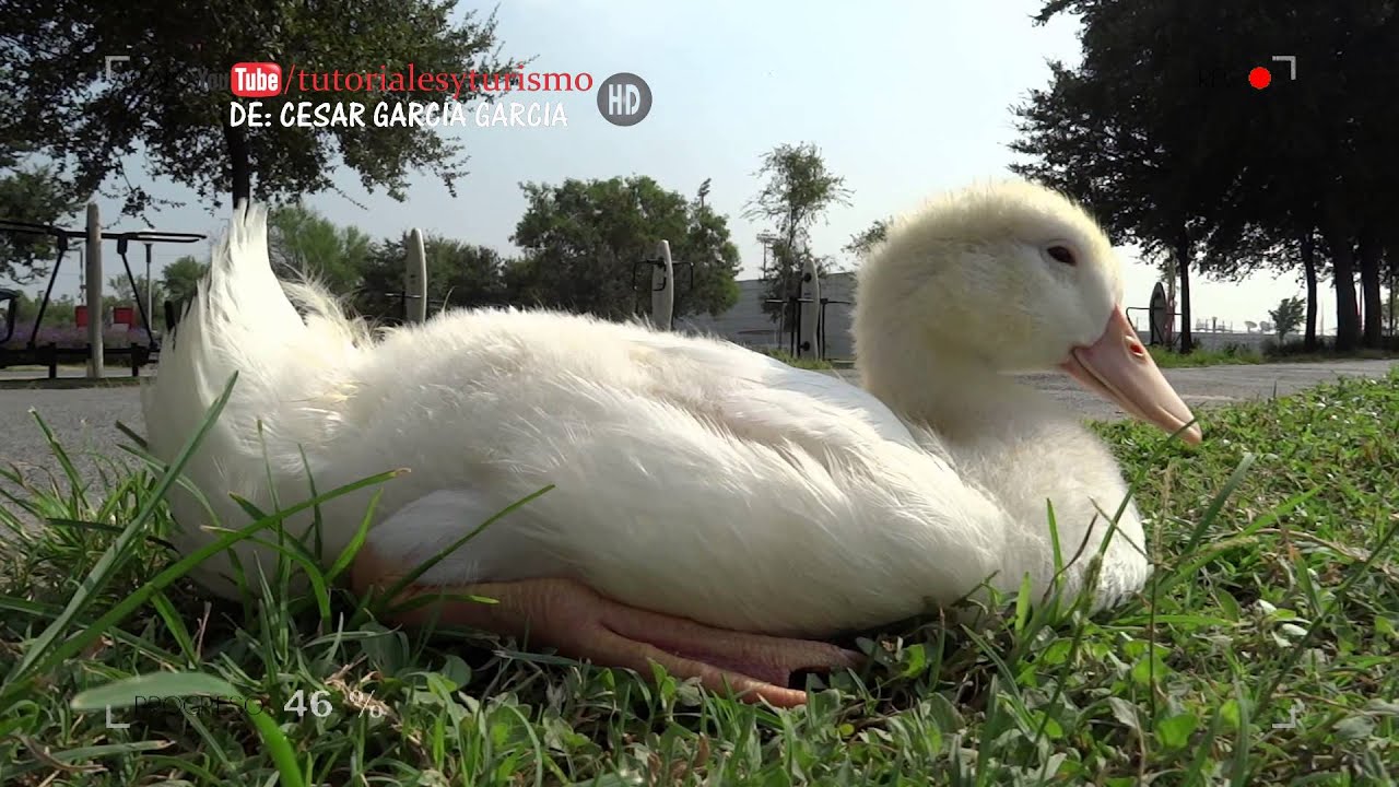 ANIMALES | ESTE PATO SI SE DEJA ACARICIAR