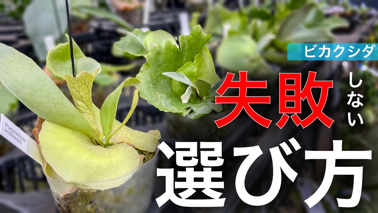 【保存版】ビカクシダ買う前に