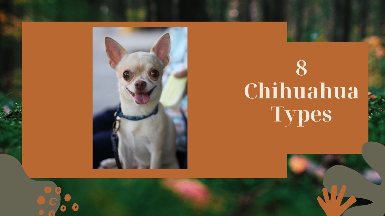 8 Types of Chihuahua