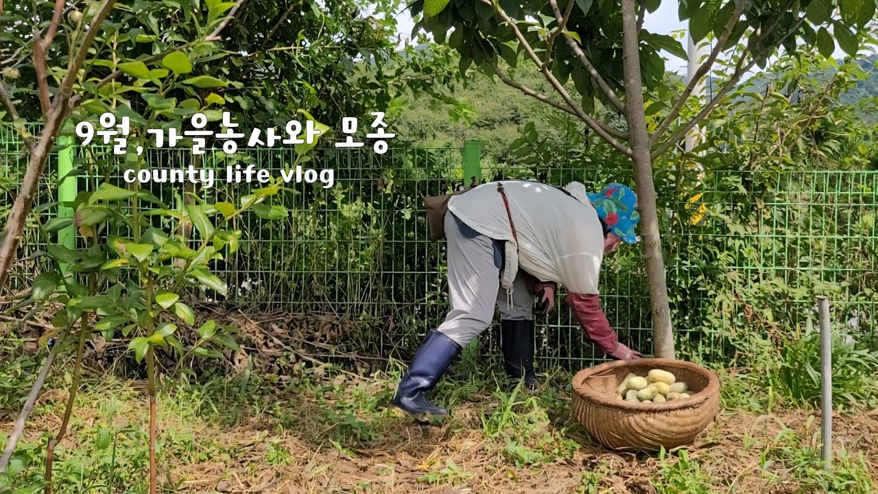 ENG | 만원짜리 텃밭에서 가을농사 시작합니다 🧑‍🌾 모종을 샀는데 감당안되는 여름과일 🥭 시골동물들과 함께하는 🐱 #시골일상 vlog 