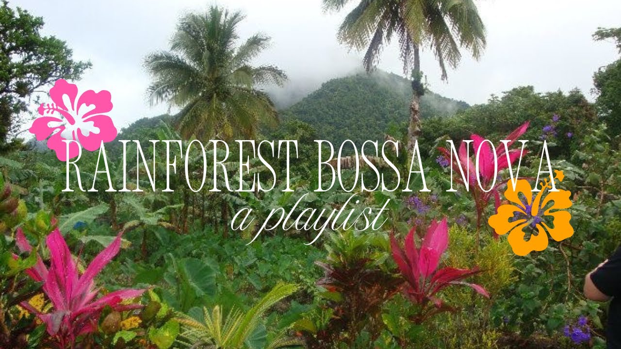 rainforest bossa nova ⋆ ༅˚🌺 • [playlist]