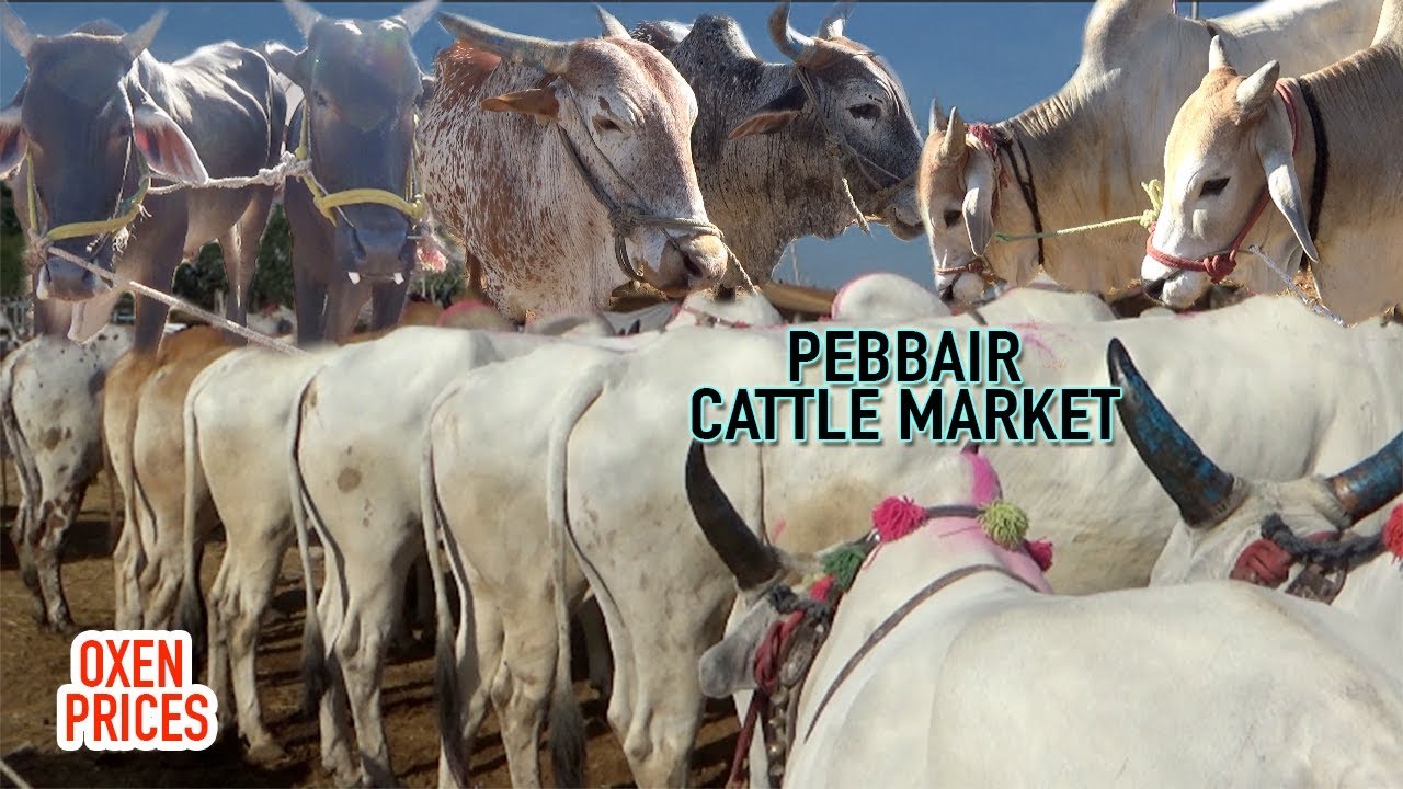 BIGGEST CATTLE MARKET IN TELANGANA | PEBBAIR CATTLE MARKET, OXEN PRICES