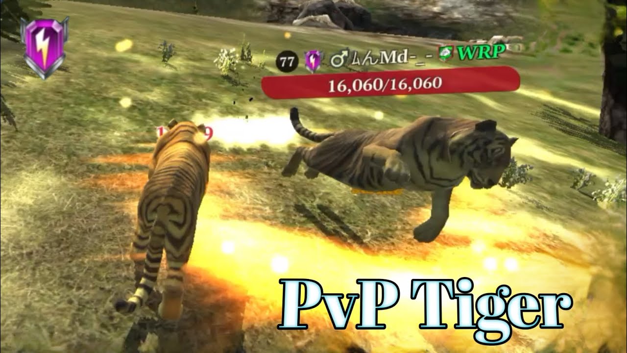 THE TIGER - PVP 2024 LAST VIDEO 😘