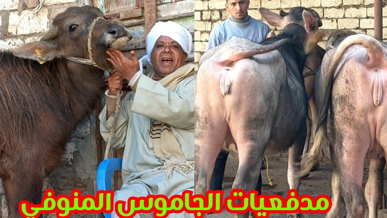 ربنا يستر النهارده الاسد عمل انقلاب في الاسعار والسلالات الجاموس المنوفي😧😧