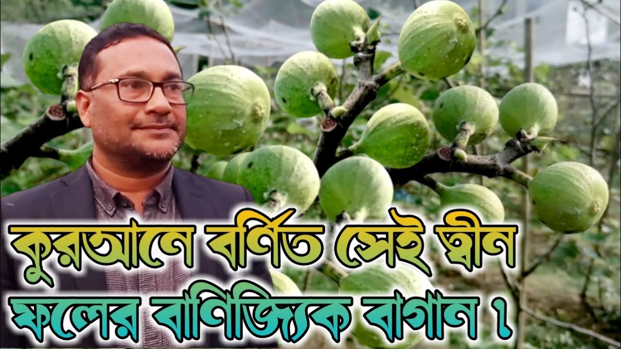 কুরআনে বর্ণিত ত্বীন ফলের বাণিজ্যিক বাগান।Fig cultivation in BD.আধুনিক পদ্ধতিতে তিন ফল চাষ।Tin Fol.