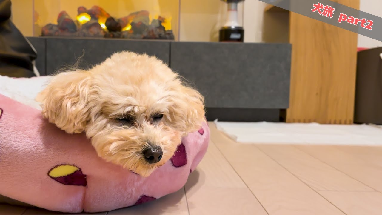 【犬旅】初旅行で事件もあったけど…最後はのんびり過ごせました【山梨旅行 #2】