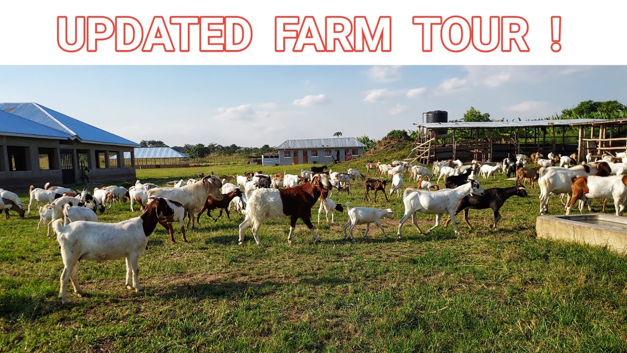 How To SET UP A Successful MIXED FARM As A Beginner! | FARM TOUR