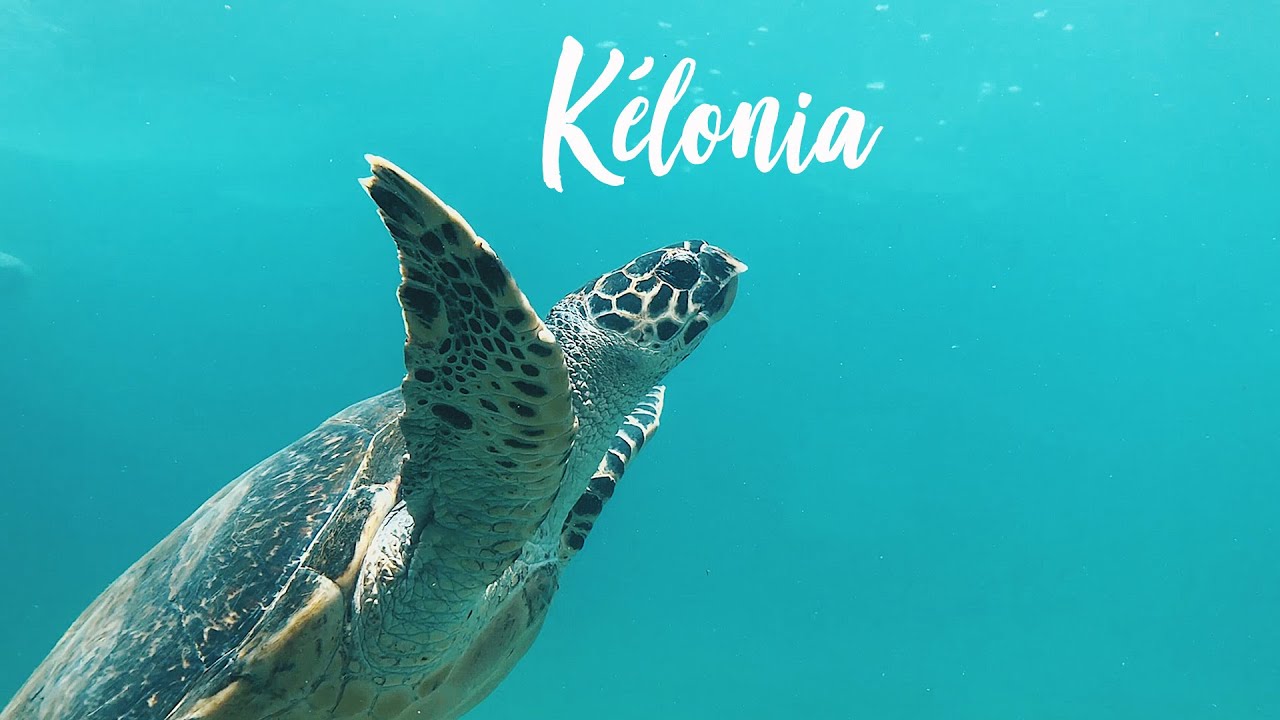 KÉLONIA - Le CENTRE de SECOURS des TORTUES (La Réunion)