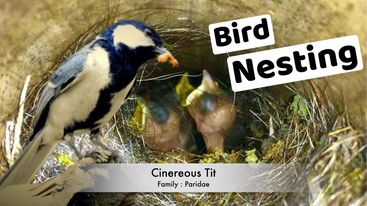 Bird Nesting story - Cinereous Tit