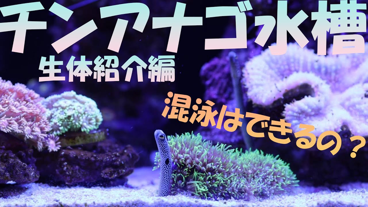 #1 チンアナゴ水槽！生体紹介編！【海水水槽、サンゴ】