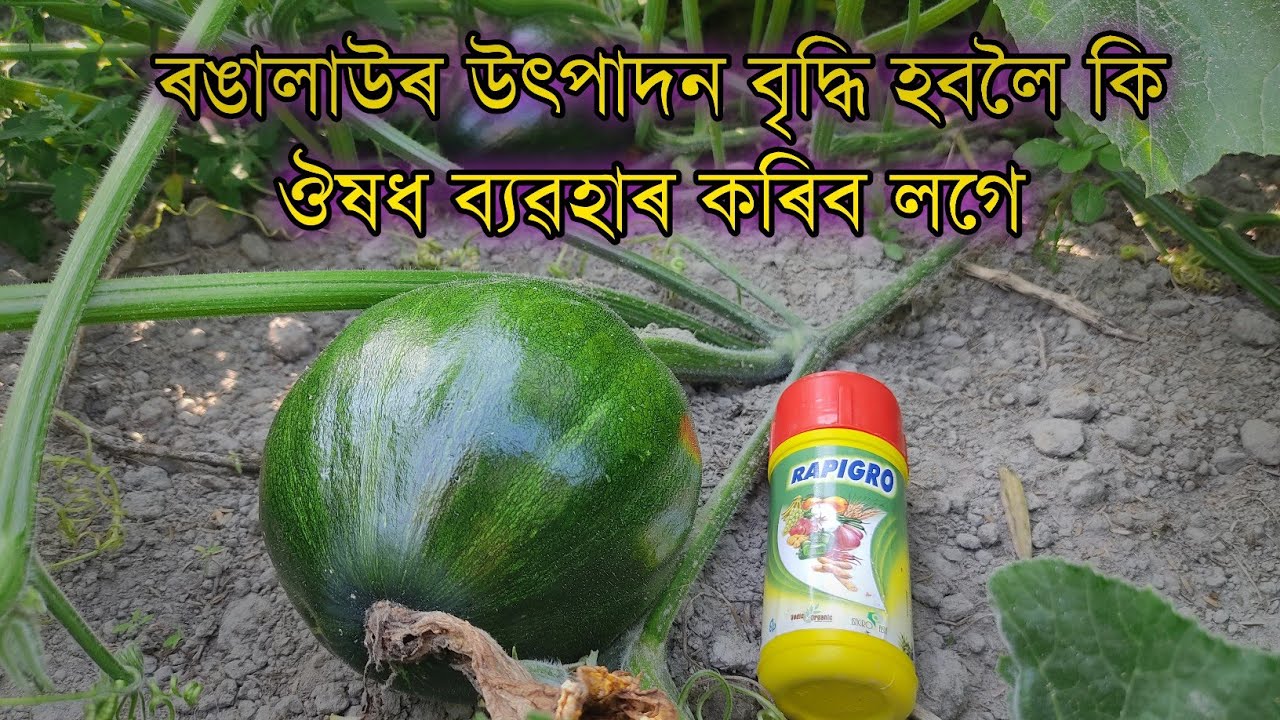 ৰঙালাও উৎপাদন বেছিকৈ হবৰ বাবে কি কৰিব লাগে