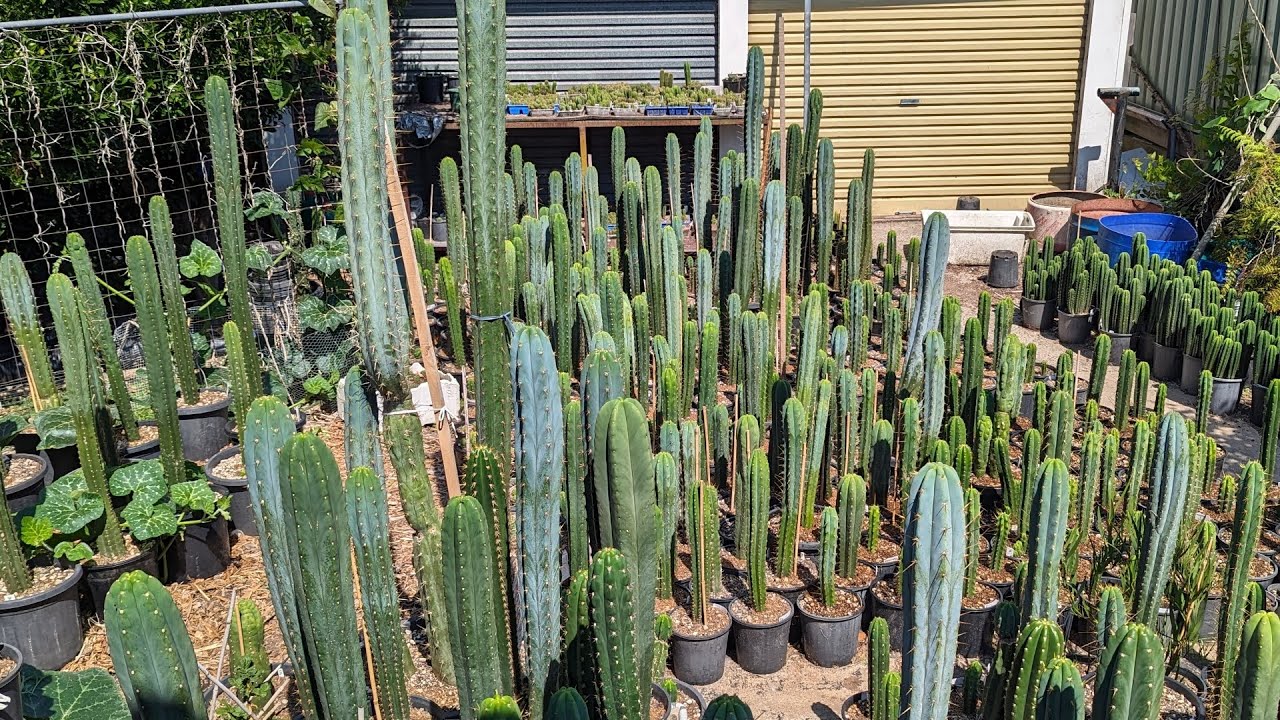 Trichocereus WalkAround 1